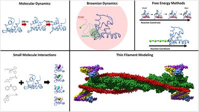 Computational Studies of Cardiac and Skeletal Troponin